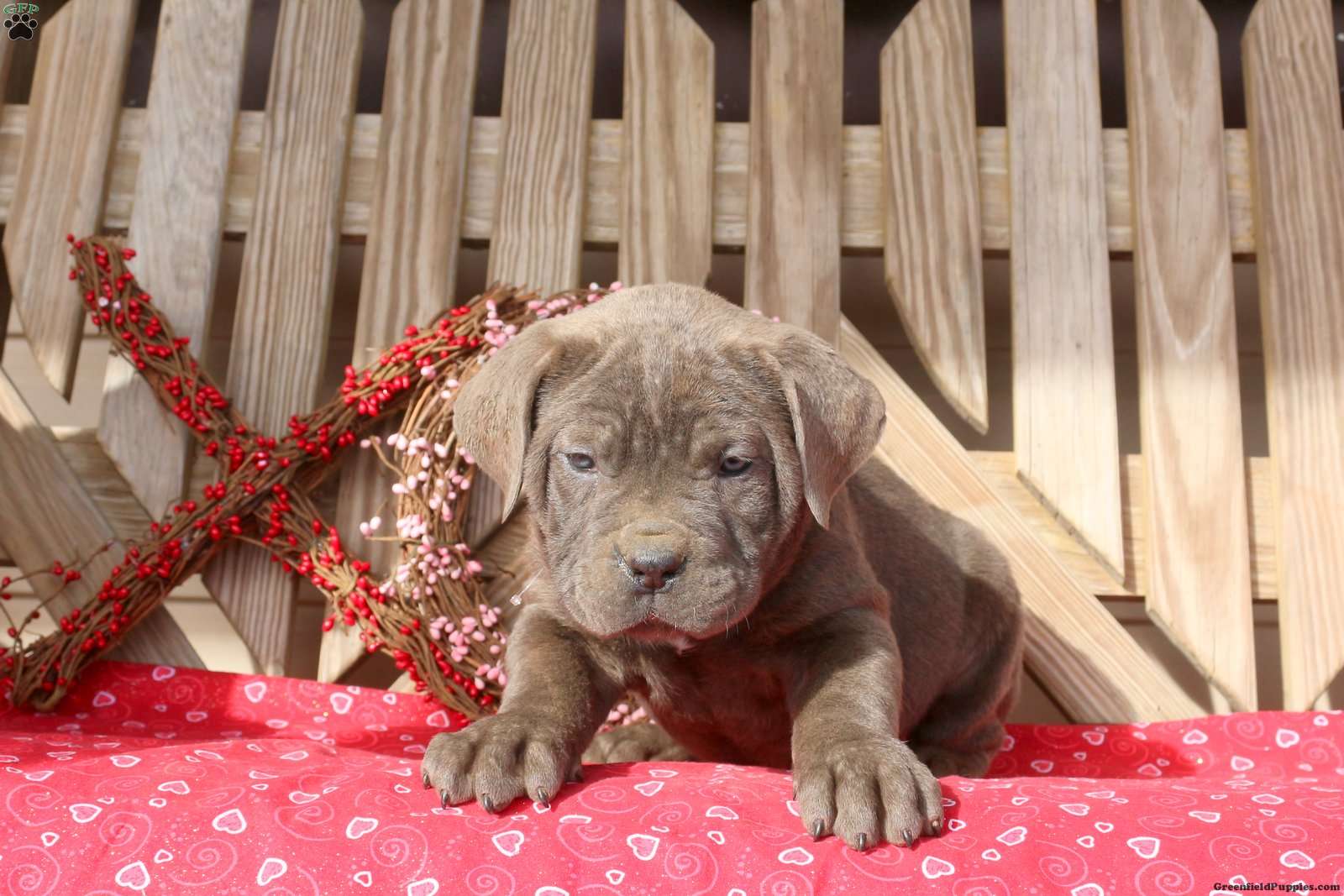 Cane Corso Puppies